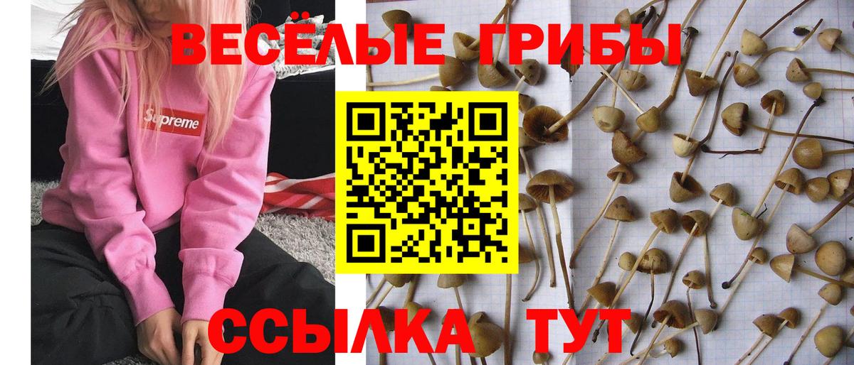 Псилоцибиновые грибы MAGIC MUSHROOMS Торжок