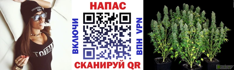 цены   Торжок  Конопля MAZAR 